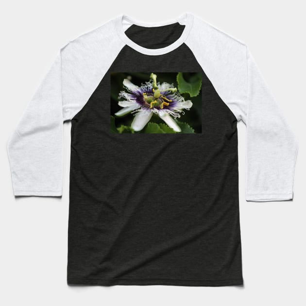 Passion Flower Closeup 3 Baseball T-Shirt by ButterflyInTheAttic